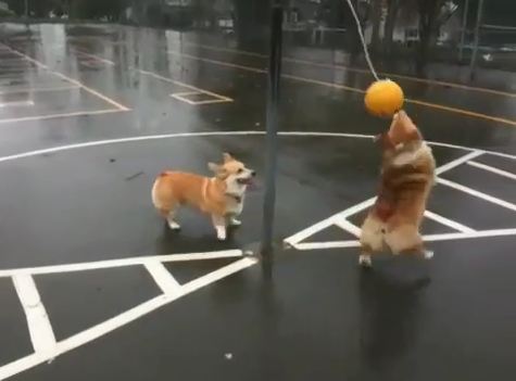 two-corgis-playing-tether-ball