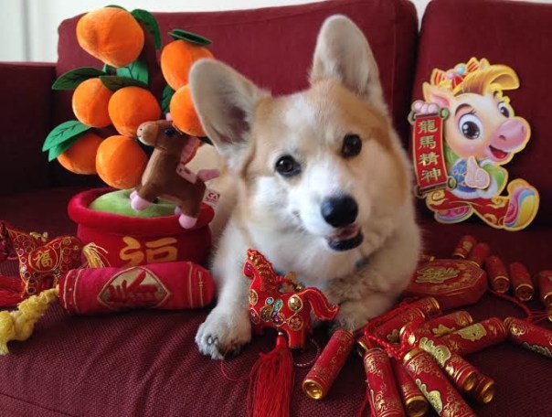corgichinesenewyear